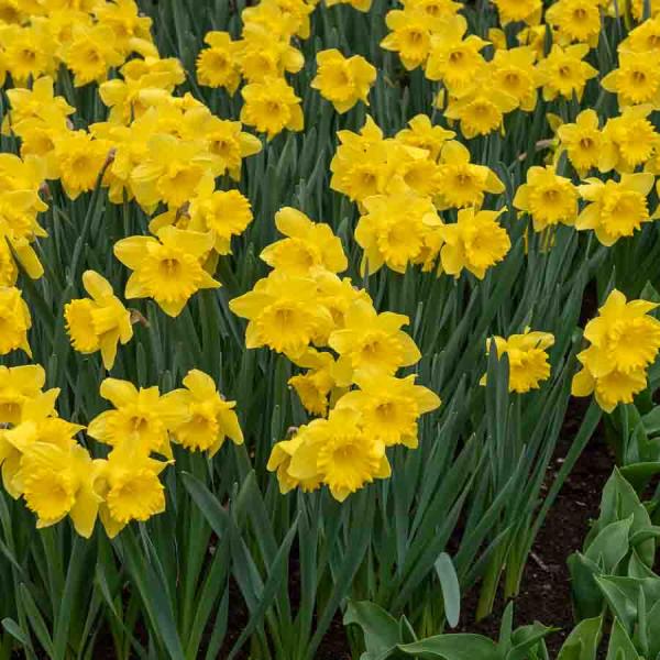 Bulbes à fleurs à planter à l'automne - Narcisse Dutch Master (x5) - face recto